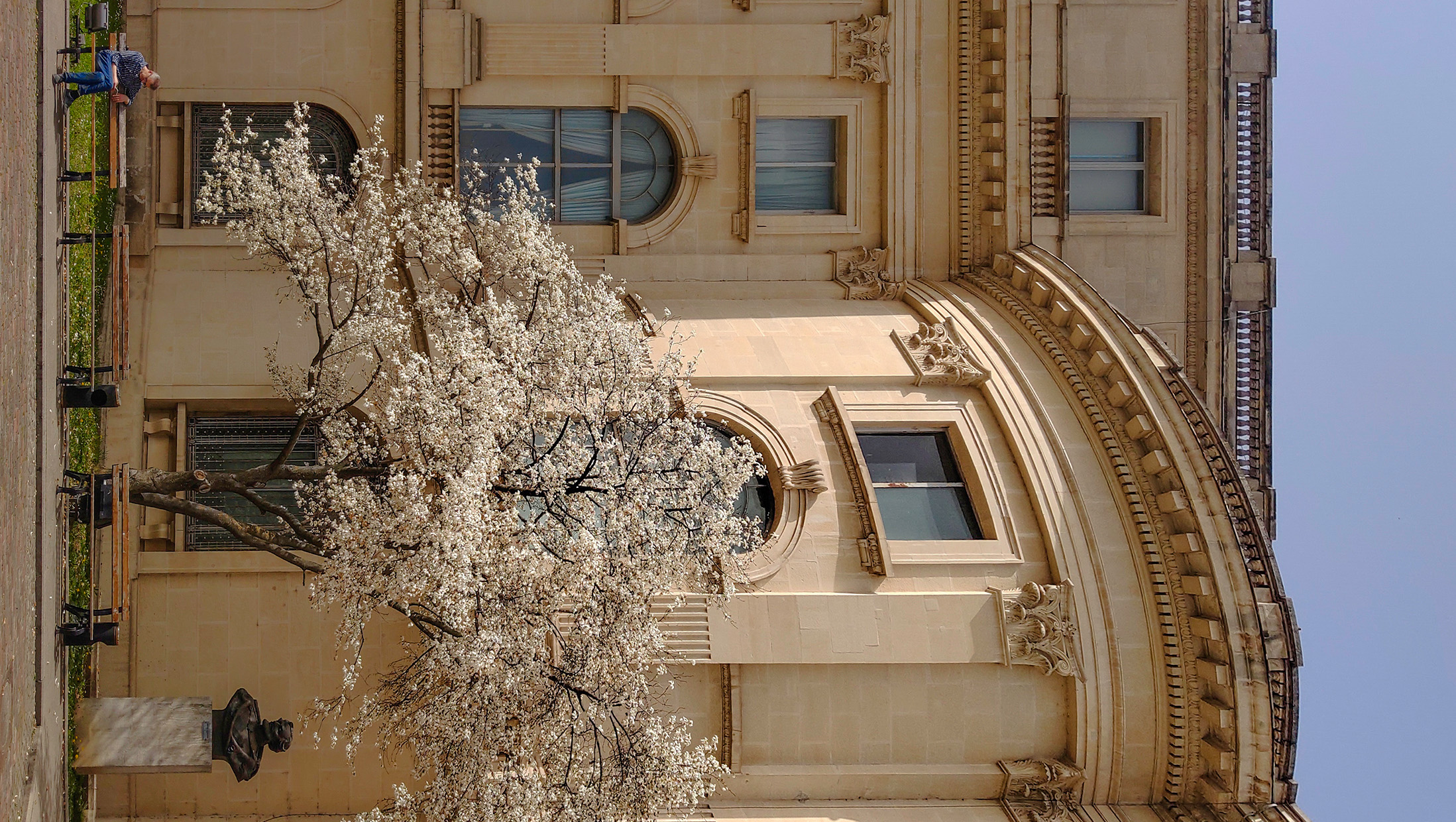 Flowering tree in front of a historic building